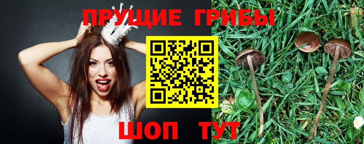 Ростов Великий  Псилоцибиновые грибы MAGIC MUSHROOMS  Псилоцибиновые грибы MAGIC MUSHROOMS  Вход с VPN 